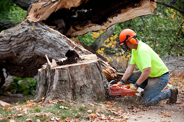 Best Tree Disease Treatment  in Web, AL